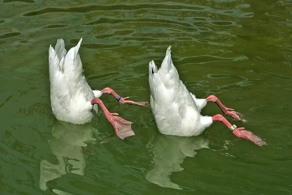 Two white ducks with heads under water, synchronized swimming