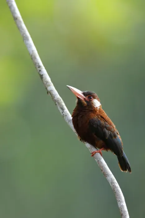 Framed Print : White-eared Jacamar (Galbalcyrhynchus leucotis) Framed Print : White-eared Jacamar (Galbalcyrhynchus leucotis)