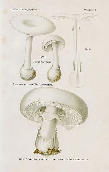 White Egg mushroom 1891