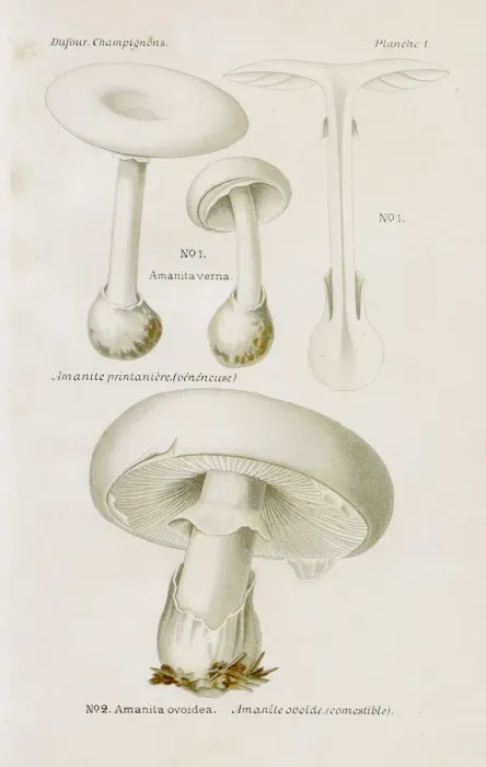 Framed Print : White Egg mushroom 1891 Framed Print : White Egg mushroom 1891