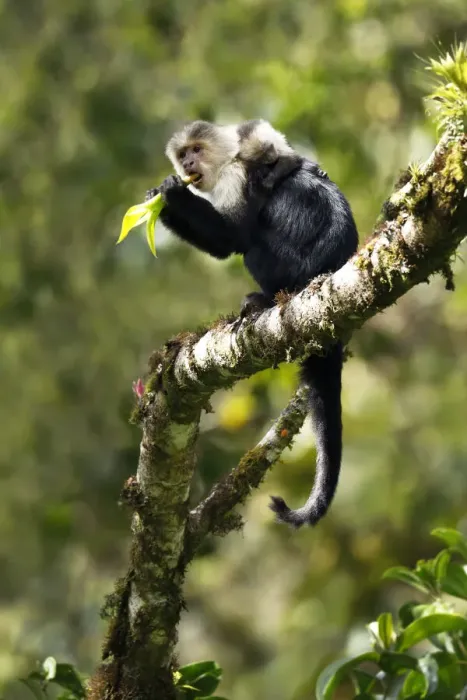 Framed Print : White-faced Capuchin Monkey Framed Print : White-faced Capuchin Monkey