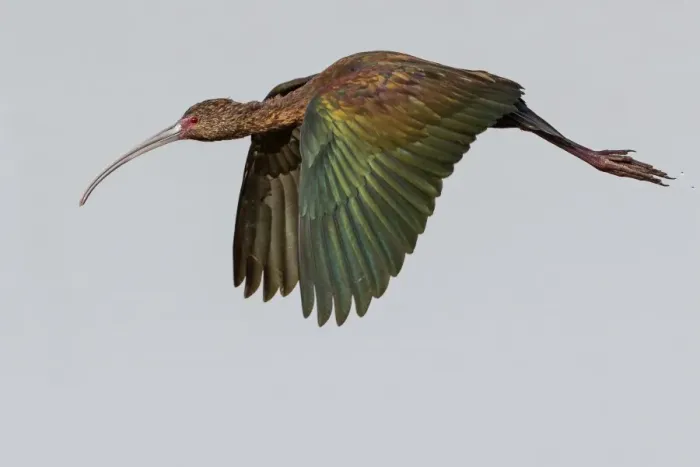 Framed Print : White-faced Ibis Framed Print : White-faced Ibis