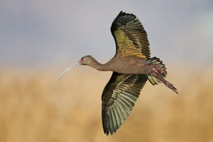 Framed Print : White-faced Ibis Framed Print : White-faced Ibis
