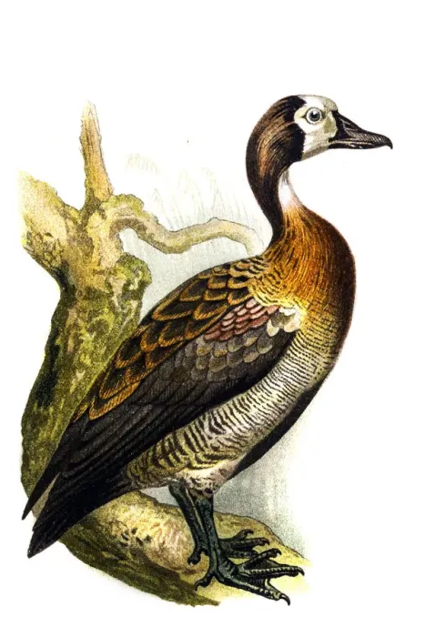 Framed Print : The white-faced whistling duck (Dendrocygna viduata) Framed Print : The white-faced whistling duck (Dendrocygna viduata)