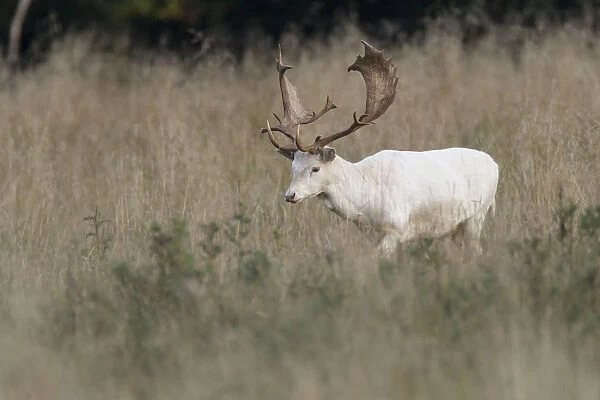 White Fallow Deer -Dama dama-, Copenhagen, Denmark