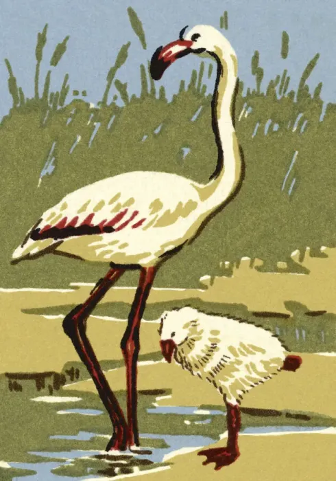Framed Print : White Flamingo Framed Print : White Flamingo