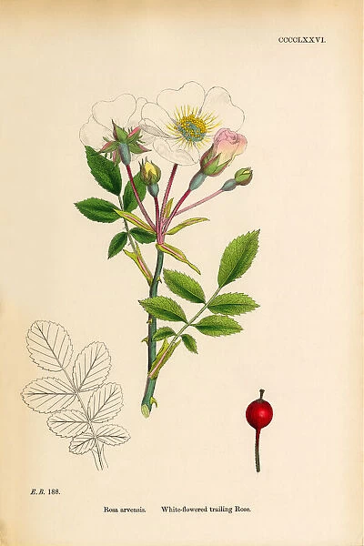 White-flowered trailing Rose, Rosa arvensis, Victorian Botanical Illustration, 1863