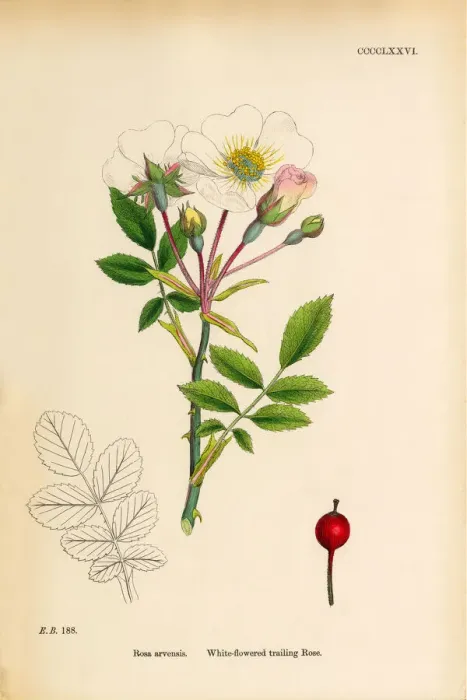 Framed Print : White-flowered trailing Rose, Rosa arvensis, Victorian Botanical Illustration, 1863 Framed Print : White-flowered trailing Rose, Rosa arvensis, Victorian Botanical Illustration, 1863