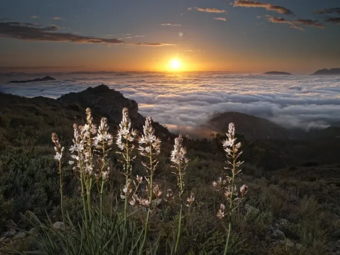 Framed Print : White flowers on the top of a mountain at dawn Framed Print : White flowers on the top of a mountain at dawn