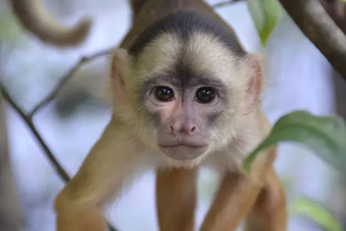 Framed Print : White-fronted Capuchin -Cebus albifrons-, Mamiraua Sustainable Development Reserve, near Manaus, Amazonas State, Brazil