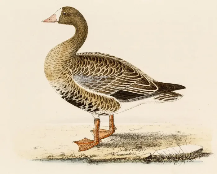Framed Print : White-fronted goose, 19 century science illustration Framed Print : White-fronted goose, 19 century science illustration