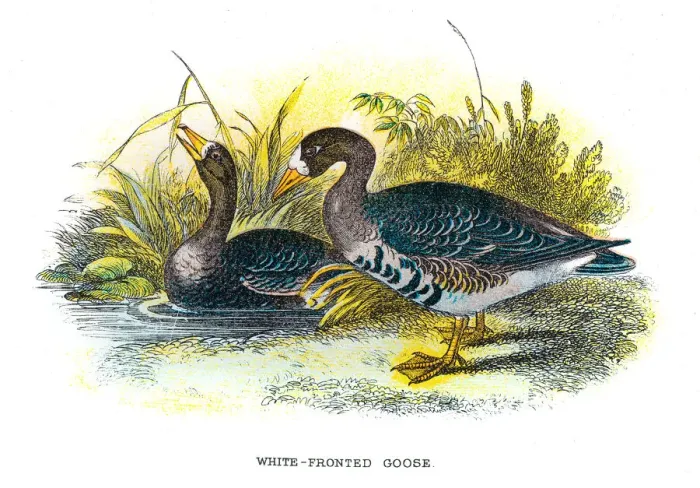 Framed Print : White-fronted goose illustration 1896 Framed Print : White-fronted goose illustration 1896