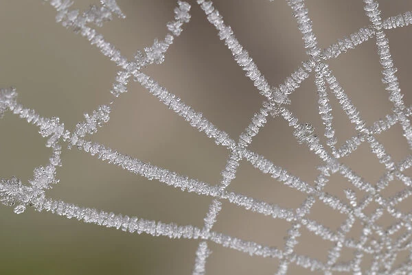 White frost on a spider web, Middle Elbe Biosphere Reserve, Saxony-Anhalt, Germany, Europe