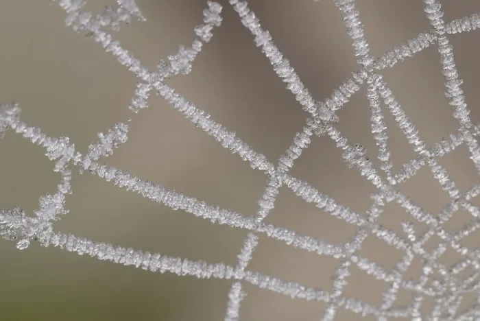Framed Print : White frost on a spider web, Middle Elbe Biosphere Reserve, Saxony-Anhalt, Germany, Europe Framed Print : White frost on a spider web, Middle Elbe Biosphere Reserve, Saxony-Anhalt, Germany, Europe