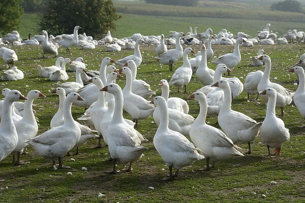 White geese in a goose farm, Skurup, Sweden