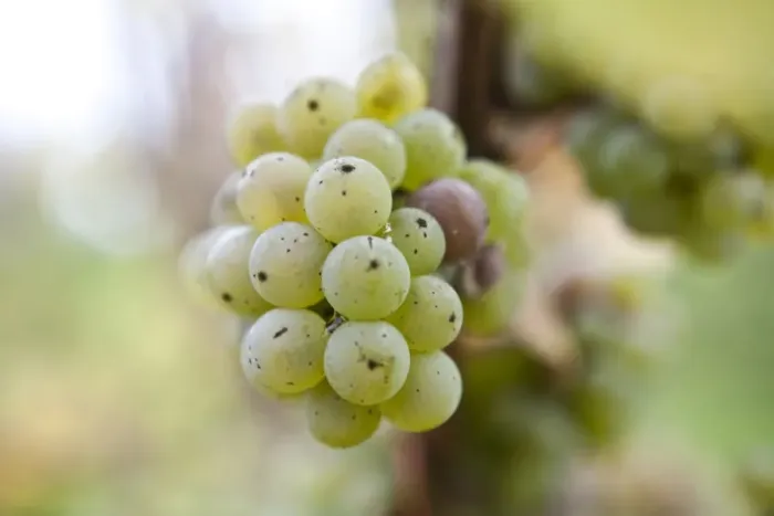 Framed Print : White grapes on the vine Framed Print : White grapes on the vine