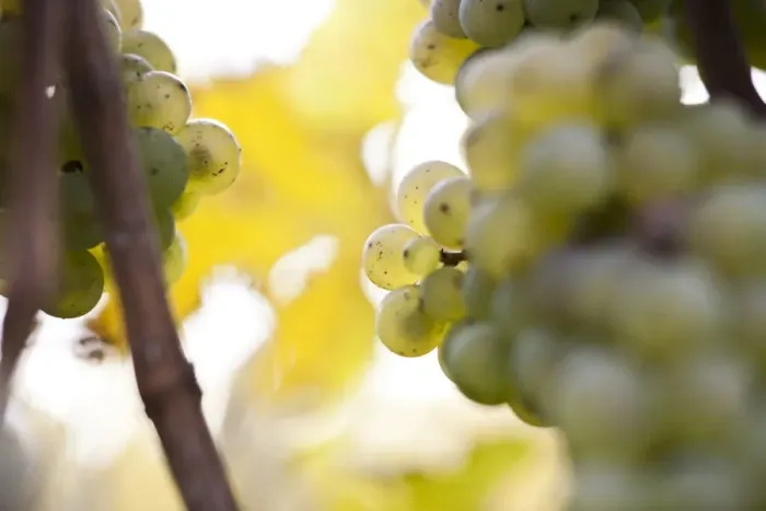 Framed Print : White grapes on the vine, autumn leaves Framed Print : White grapes on the vine, autumn leaves