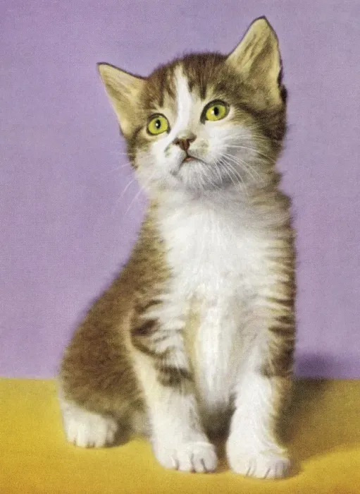 Framed Print : White and Grey Kitten Framed Print : White and Grey Kitten
