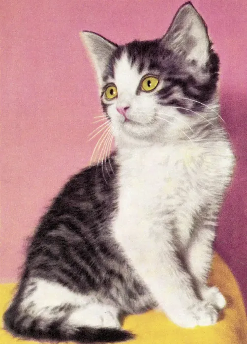 Framed Print : White and Grey Kitten Framed Print : White and Grey Kitten