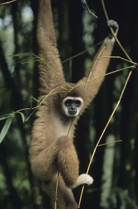 Framed Print : White-handed gibbon (Hylobates lar) hanging amongst twigs, Gunung Leuser National Park, Indonesia Framed Print : White-handed gibbon (Hylobates lar) hanging amongst twigs, Gunung Leuser National Park, Indonesia