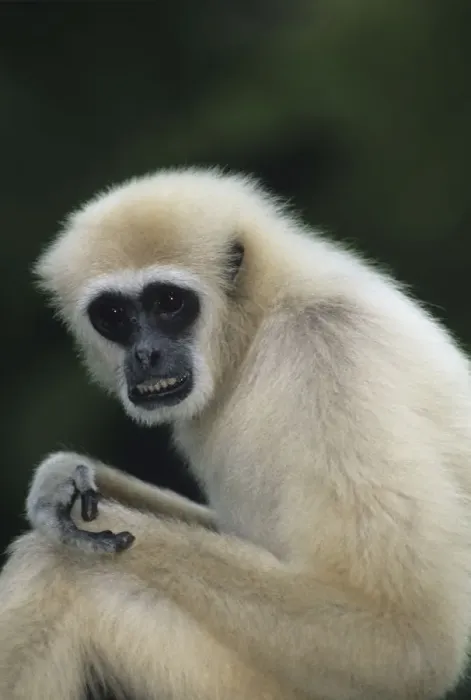 Framed Print : White-handed gibbon (Hylobates lar) sitting outdoors, Gunung Leuser National Park, Indonesia Framed Print : White-handed gibbon (Hylobates lar) sitting outdoors, Gunung Leuser National Park, Indonesia