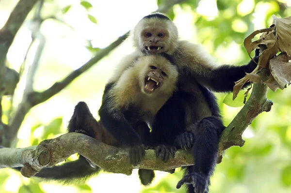 White-headed Capuchin or White-throated Capuchin -Cebus capucinus-, Sirena, Corcovado National Park, Puntarenas Province, Costa Rica, Central America