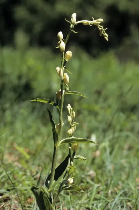 Framed Print : White Helleborine (Cephalanthera damasonium), Swabian Alb, Baden-Wuerttemberg, Germany, Europe Framed Print : White Helleborine (Cephalanthera damasonium), Swabian Alb, Baden-Wuerttemberg, Germany, Europe