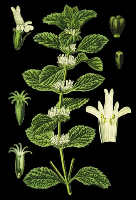 Framed Print : white horehound, common horehound, horehound Framed Print : white horehound, common horehound, horehound