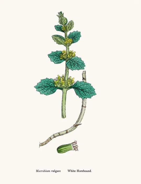 Framed Print : White Horehound plant Framed Print : White Horehound plant