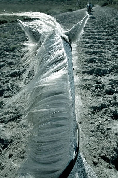 White horse on beach, close-up