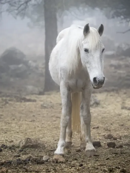Framed Print : White horse between the fog Framed Print : White horse between the fog