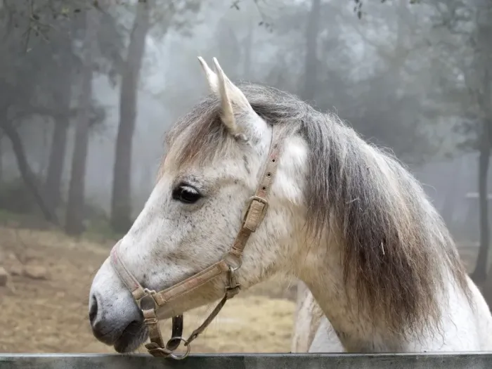 Framed Print : White horse between the fog Framed Print : White horse between the fog