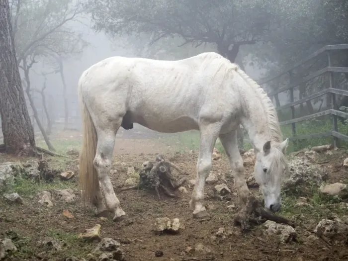 Framed Print : White horse between the fog Framed Print : White horse between the fog