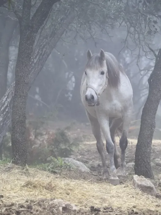Framed Print : White horse between the fog Framed Print : White horse between the fog