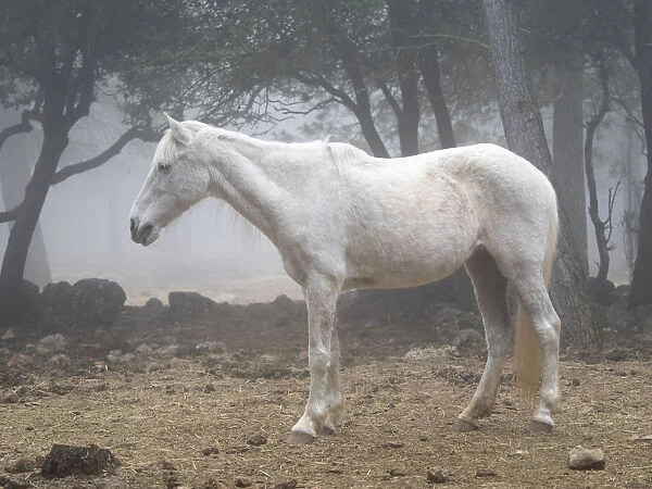 White horse between the fog