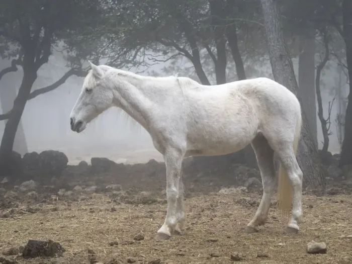 Framed Print : White horse between the fog Framed Print : White horse between the fog