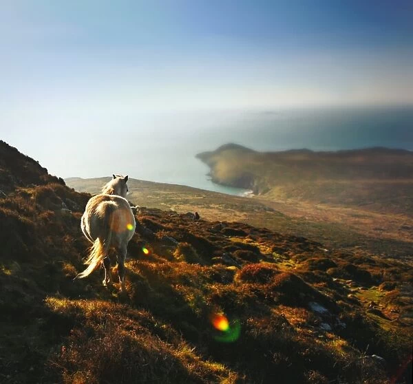 White horse on mountain top at sunset by ocecliffs