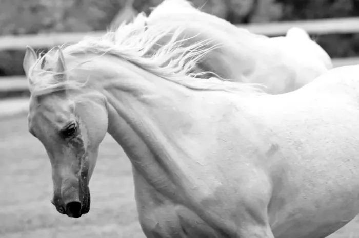 Framed Print : White horse running Framed Print : White horse running