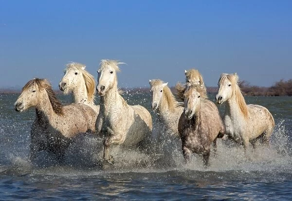 White Horses of the Camargue