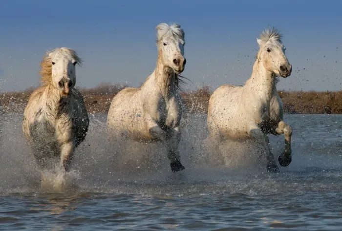 Framed Print : White Horses of the Camargue Framed Print : White Horses of the Camargue