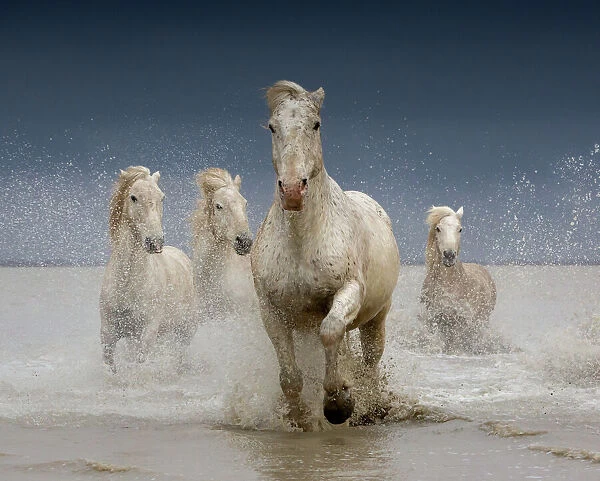 White horses of the Camargue on a stormy day