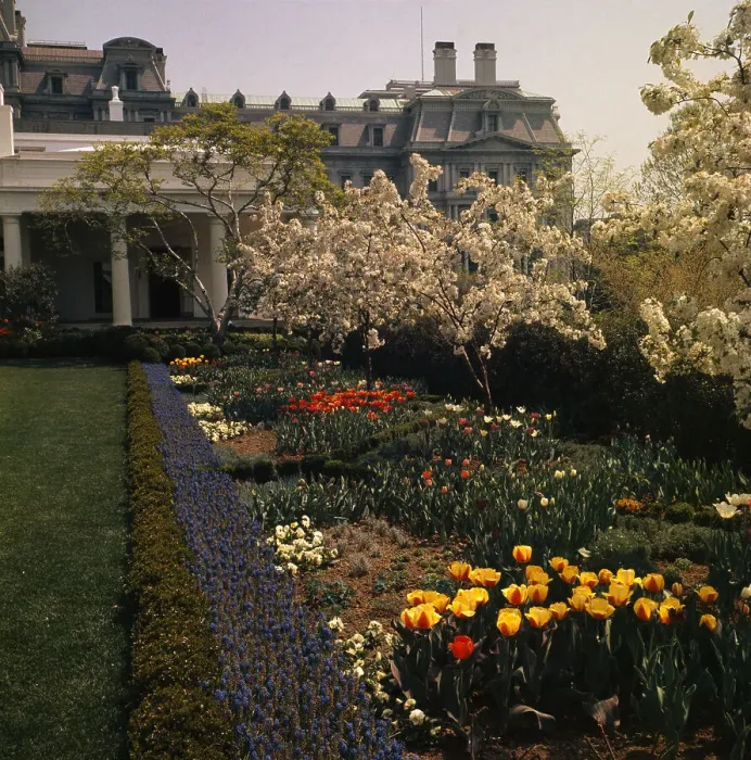 Framed Print : White House Rose Garden
