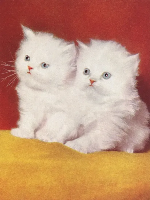 Framed Print : Two White Kittens Framed Print : Two White Kittens