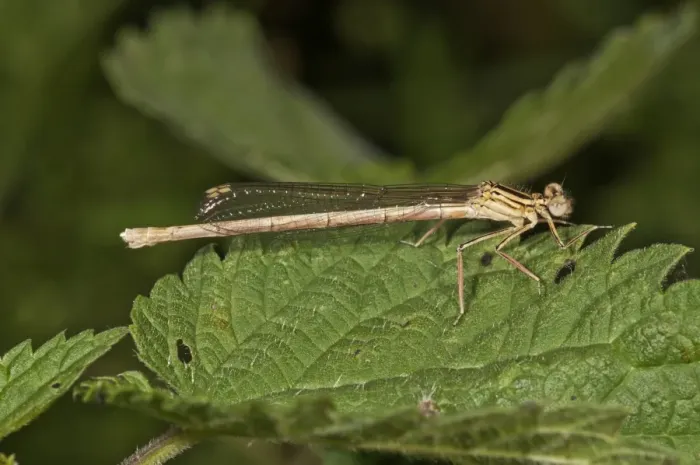 Framed Print : White-legged Damselfly or Blue Featherleg -Platycnemis pennipes-, female, Untergroeningen, Baden-Wuerttemberg, Germany, Europe