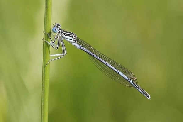 White-legged Damselfly -Platycnemis pennipes-, male on a blade of grass, Huhnermoor nature reserve, North Rhine-Westphalia, Germany