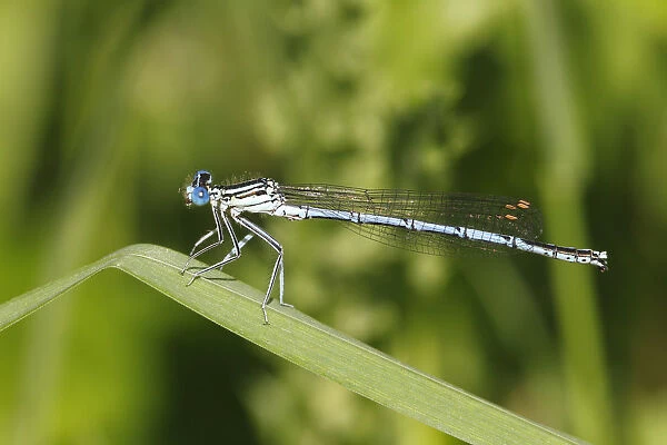 White-legged Damselfly -Platycnemis pennipes-, male on a blade of grass, Huhnermoor nature reserve, North Rhine-Westphalia, Germany