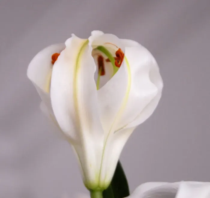 Framed Print : White Lily Framed Print : White Lily