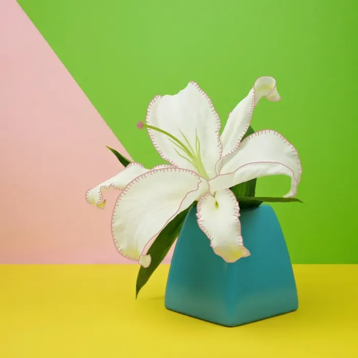 Framed Print : White Lily Flower in Blue Vase Framed Print : White Lily Flower in Blue Vase