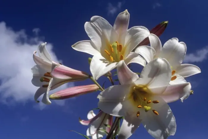 Framed Print : White Lily Flowers Against a Blue Sky Framed Print : White Lily Flowers Against a Blue Sky
