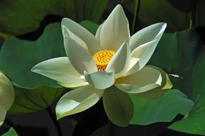 Framed Print : White Lotus Flower -Nelumbo sp. -, Erlangen Botanical Garden, Erlangen, Middle Franconia, Bavaria, Germany Framed Print : White Lotus Flower -Nelumbo sp. -, Erlangen Botanical Garden, Erlangen, Middle Franconia, Bavaria, Germany